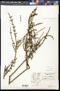 Phoradendron californicum image