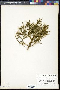 Phoradendron juniperinum image