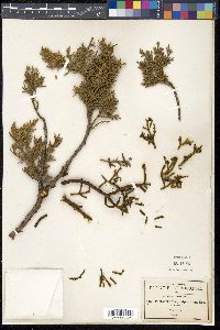 Phoradendron juniperinum image