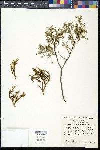 Phoradendron juniperinum image