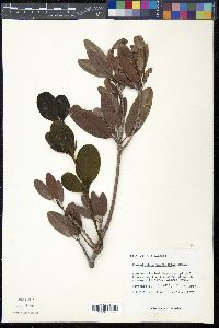 Phoradendron northropiae image