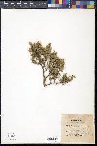 Phoradendron juniperinum image