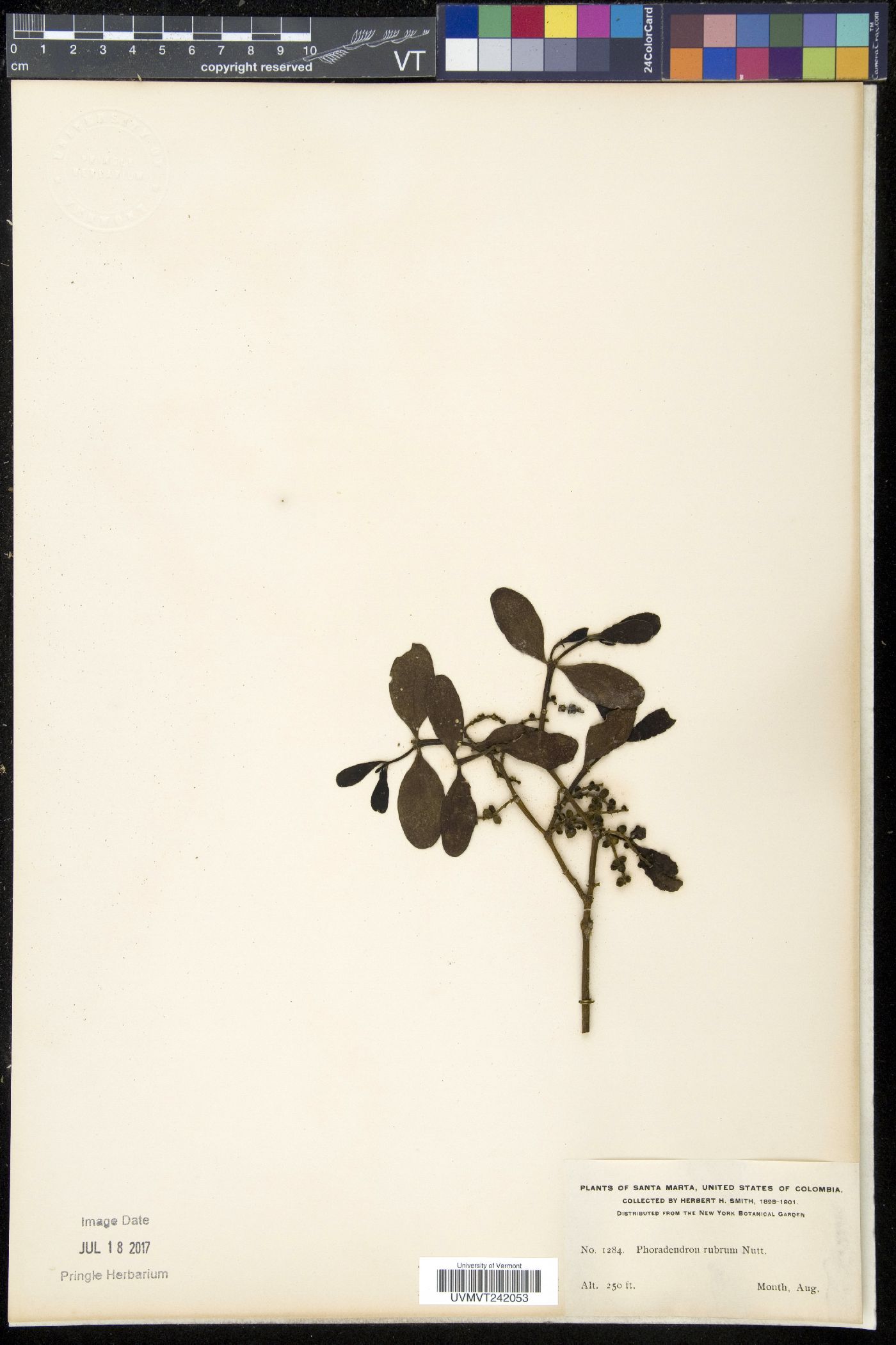 Phoradendron rubrum image