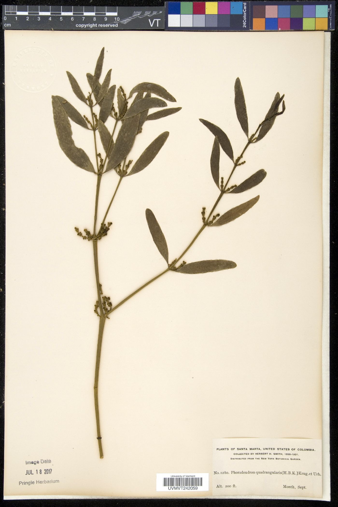 Phoradendron quadrangulare image