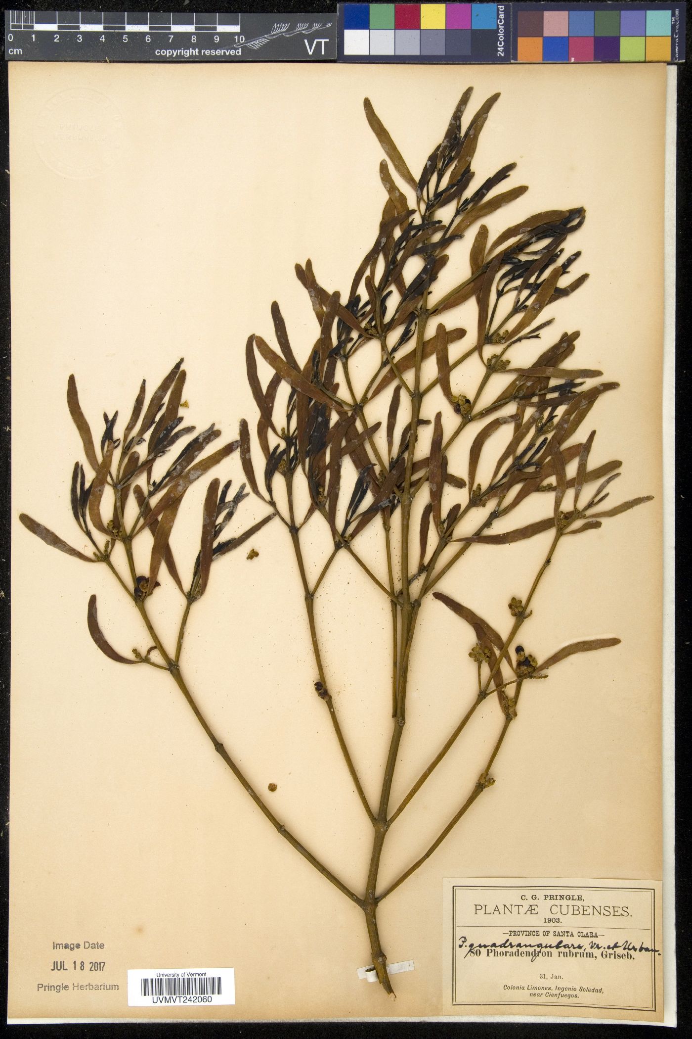 Phoradendron quadrangulare image