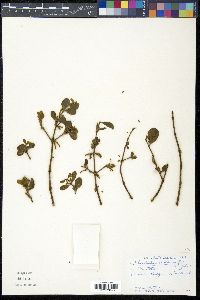 Phoradendron leucarpum image