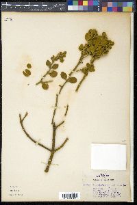 Phoradendron villosum image