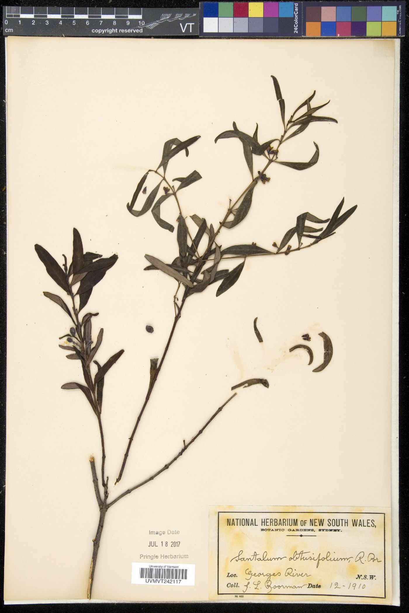 Santalum obtusifolium image