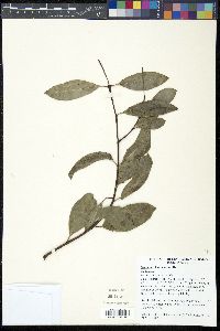 Santalum lanceolatum image