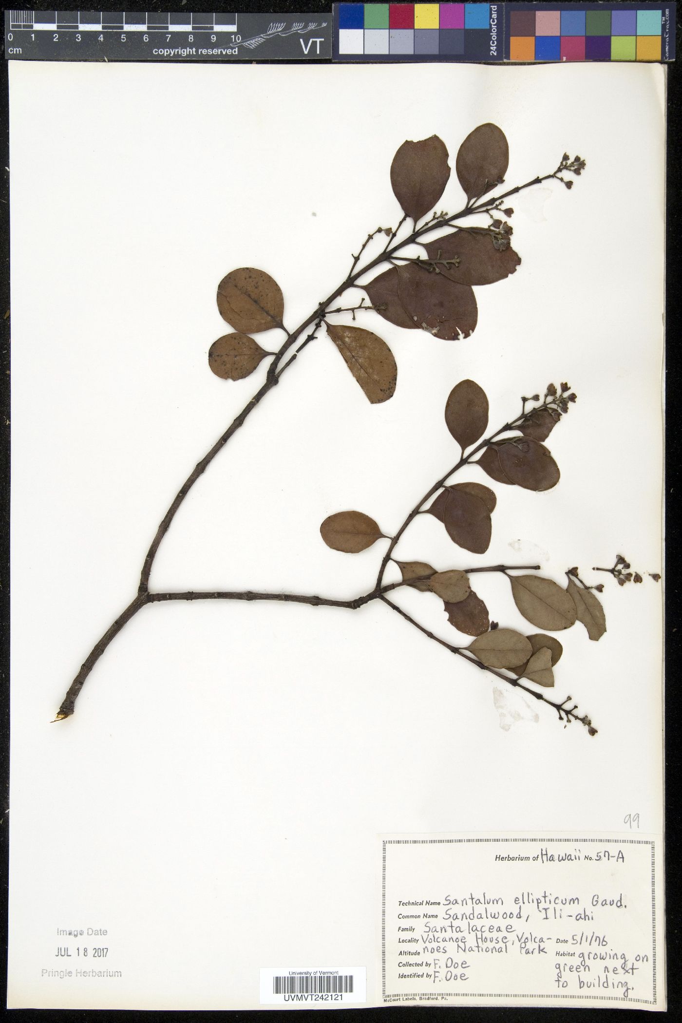 Santalum ellipticum image