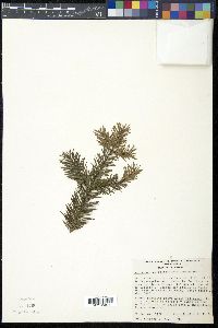 Arceuthobium abietis-religiosae image