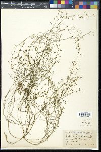 Thesium humifusum image