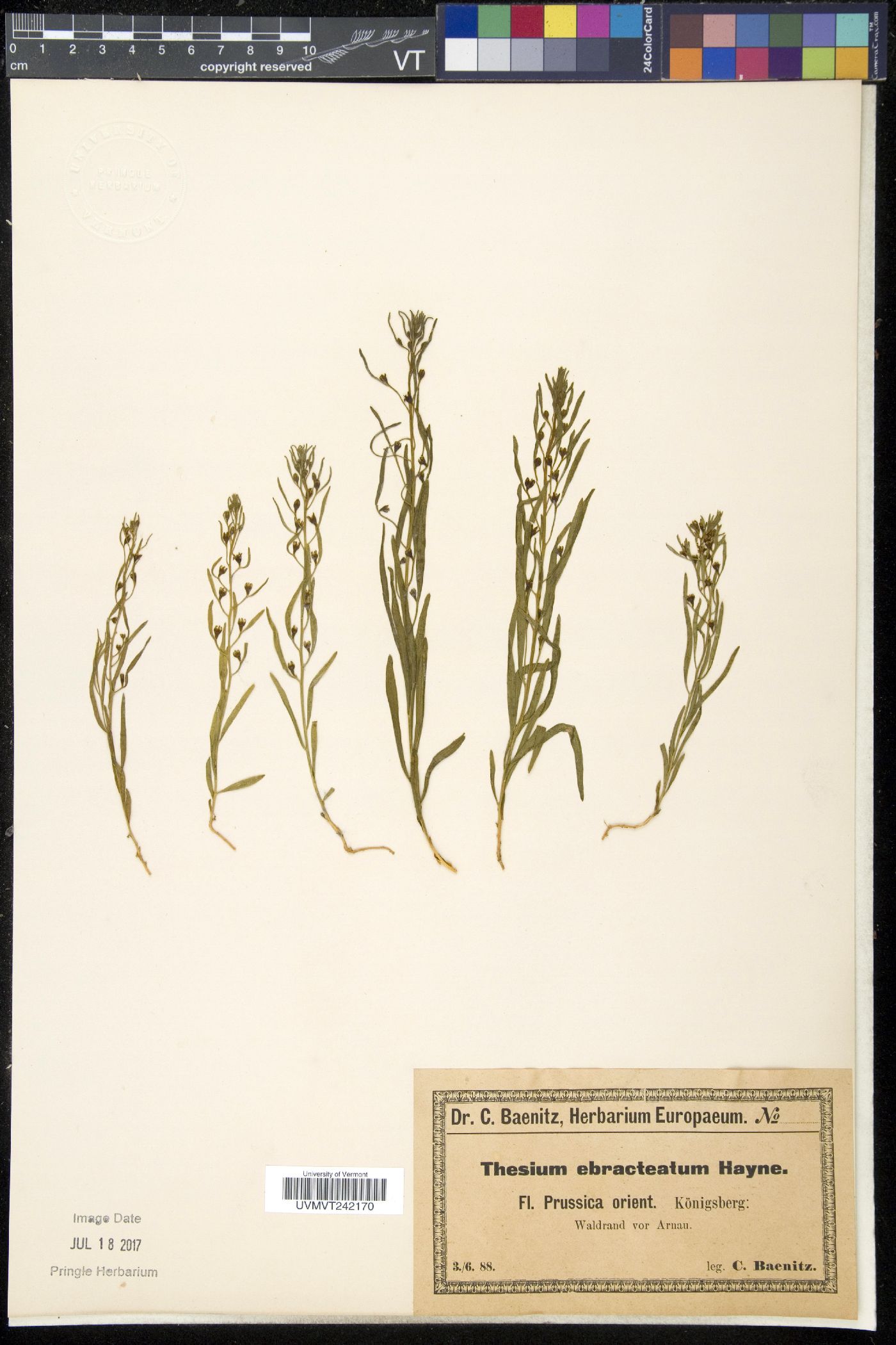 Thesium ebracteatum image