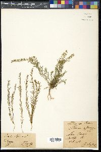 Thesium alpinum image