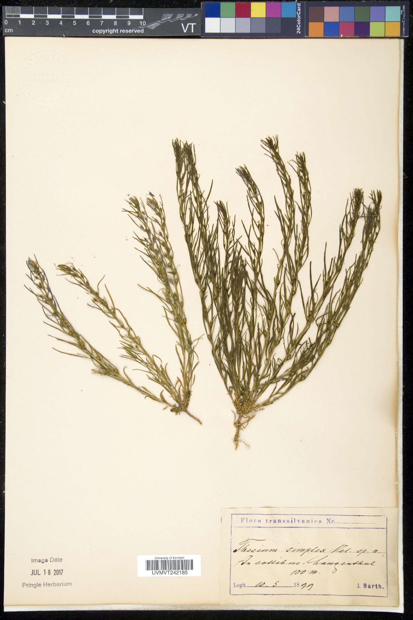 Thesium dollineri subsp. simplex image