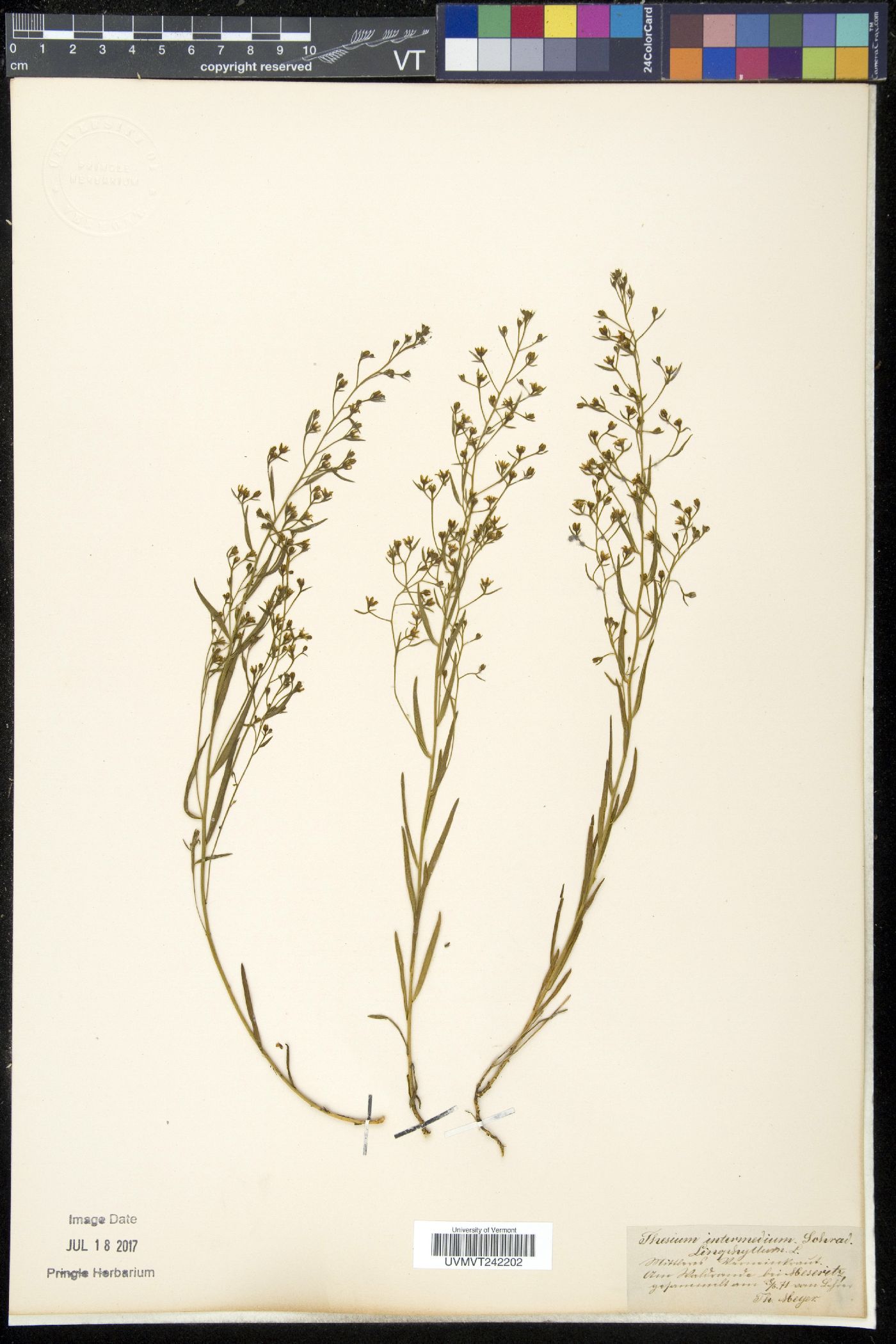 Thesium intermedium image