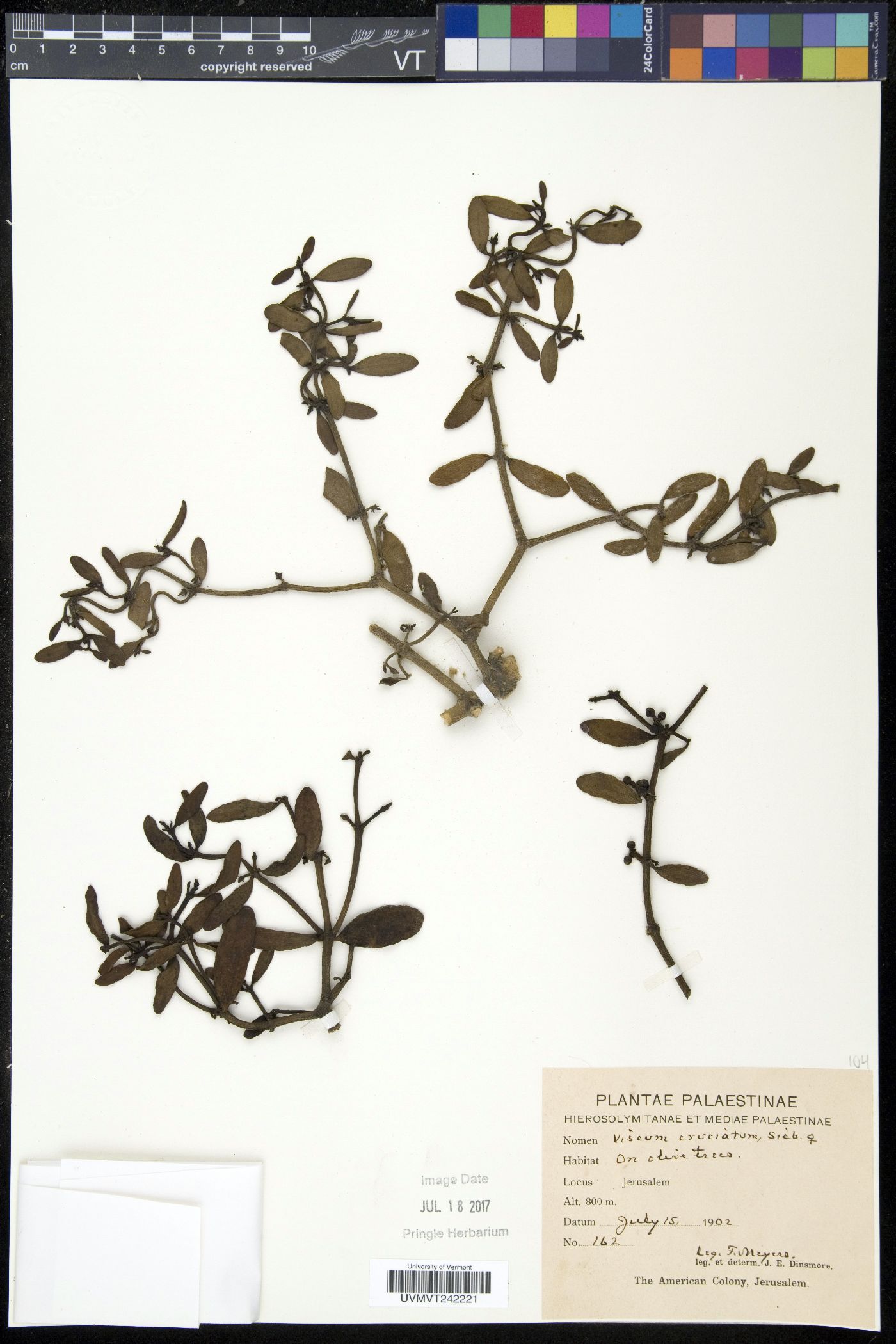 Viscum cruciatum image