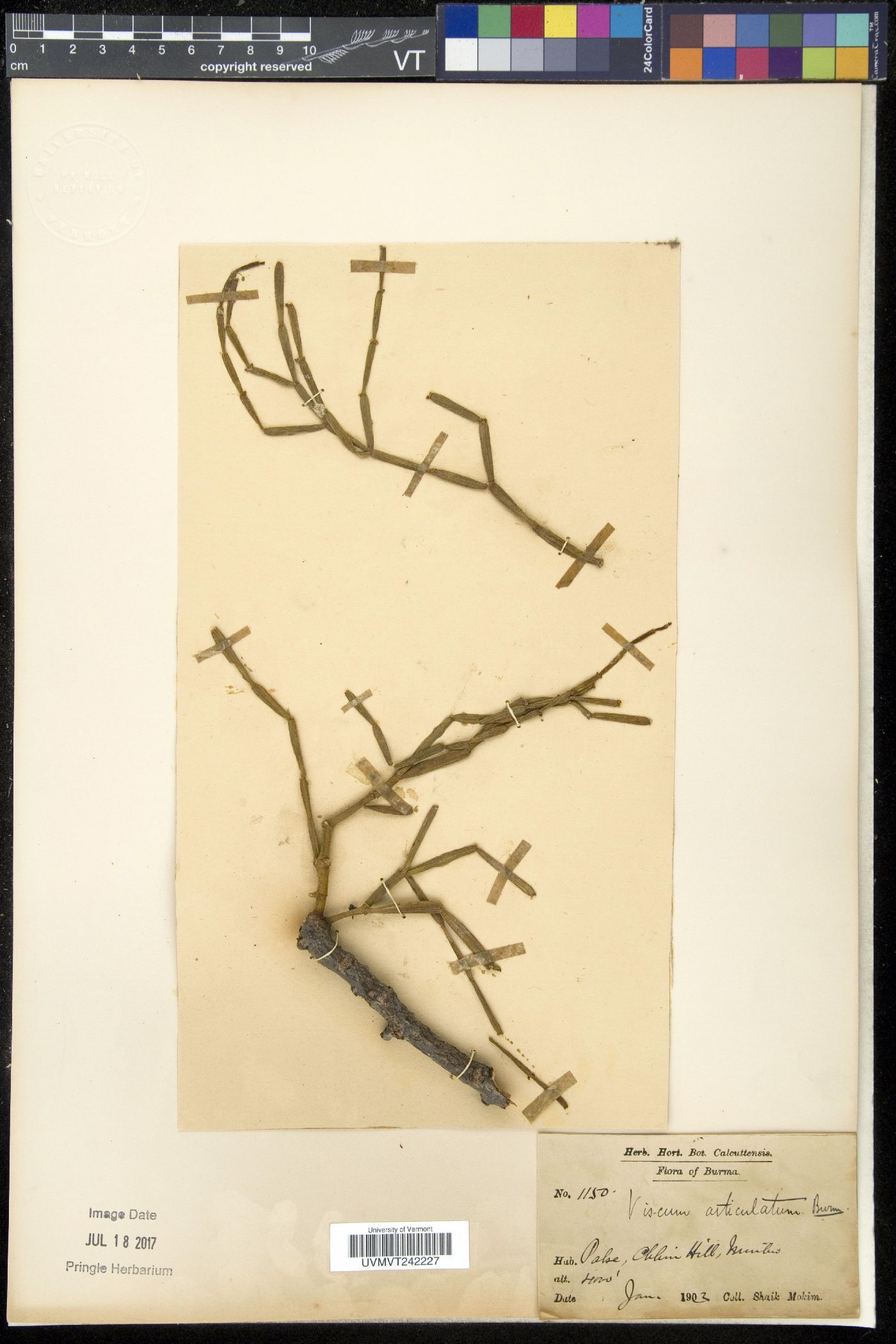 Viscum articulatum image