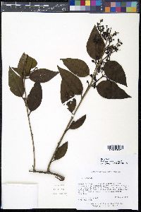 Phthirusa stelis image