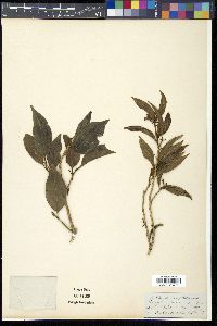 Schoepfia fragrans image