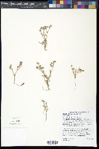 Chorizanthe procumbens image