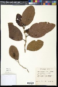 Coccoloba diversifolia image