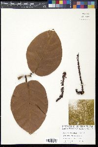 Coccoloba sintenisii image