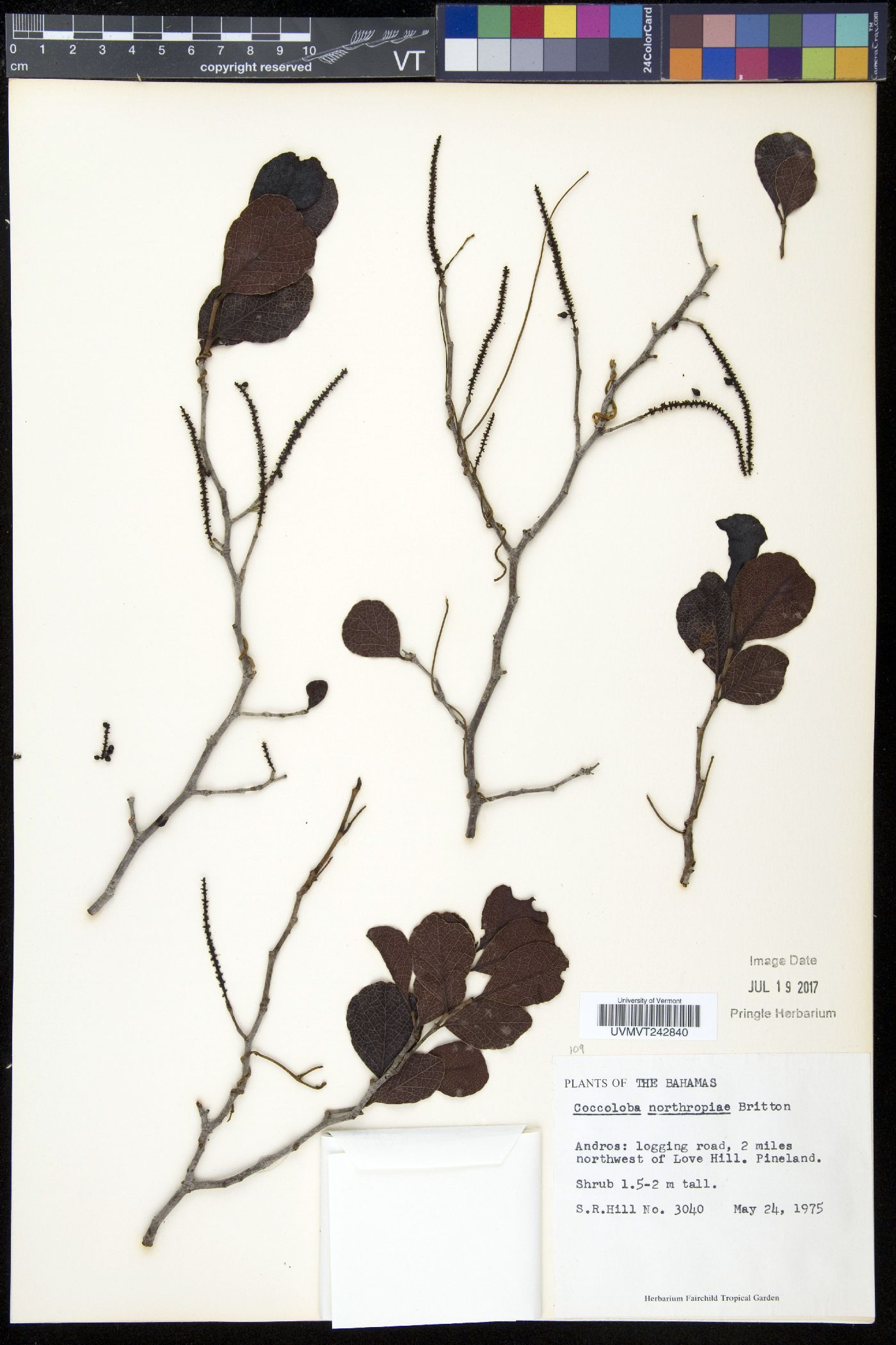 Coccoloba northropiae image