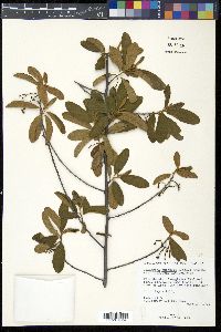 Colubrina cubensis var. floridana image