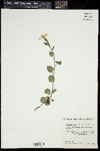 Cardamine cordifolia image