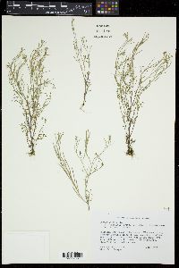 Cardamine parviflora image