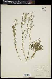 Cardamine flexuosa image