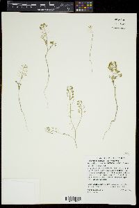 Descurainia pinnata subsp. glabra image