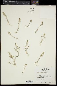 Draba brachycarpa image