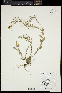 Draba helleriana image