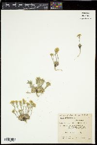 Draba streptocarpa image