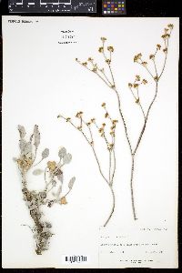 Eriogonum niveum image