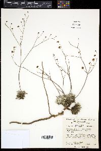 Eriogonum tenellum var. tenellum image