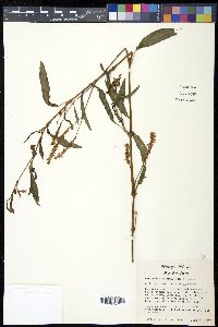 Persicaria bicornis image