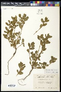 Polygonum achoreum image