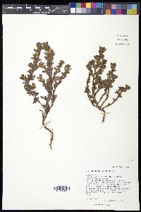 Polygonum achoreum image