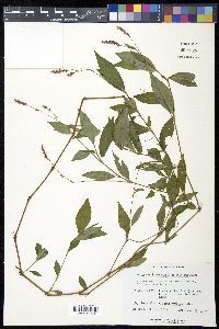 Persicaria longiseta image