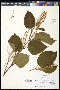 Reynoutria japonica image