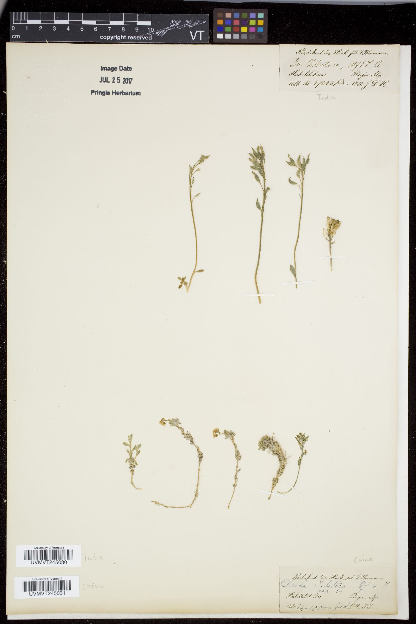 Draba tibetica image