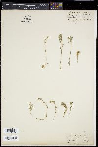Draba tibetica image