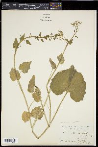 Image of Eutrema japonicum