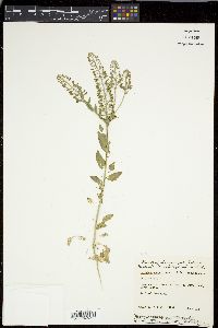 Lepidium campestre image