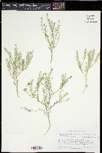 Lepidium densiflorum image