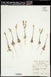 Lepidium densiflorum image