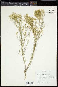 Lepidium montanum image